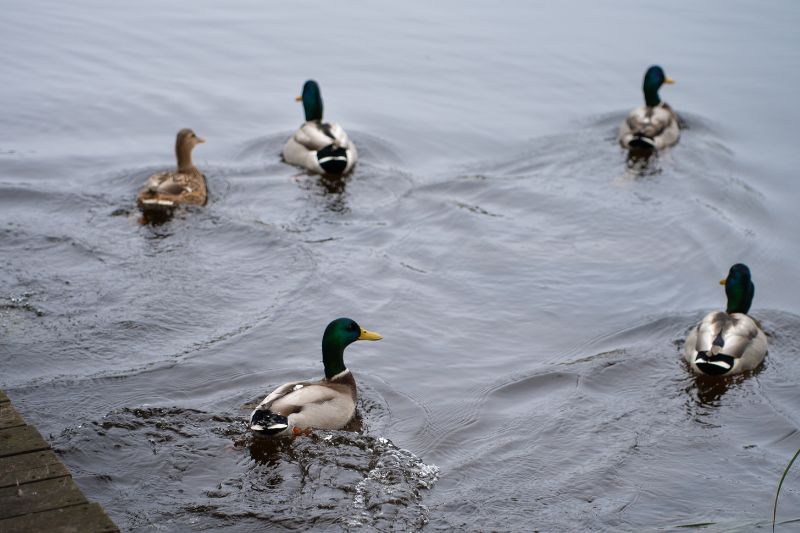 Änder simmar längs det stilla vattnet och bidrar till den naturnära och rofyllda miljön.